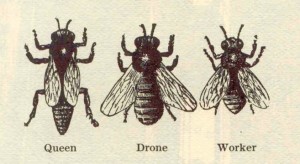 La Bee da Loca, types of bees