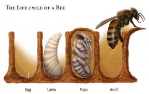 Bee Lifecycle, La Bee da Loca, Culpeper, VA