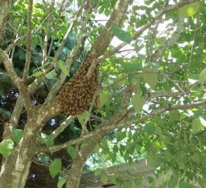 La Bee da Loca owner Felecia and her husband assisted with the relocation of a swarm.
